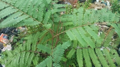 Parkia biglobosa