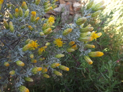 Pteronia incana