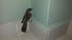 Curruca cantillans albistriata