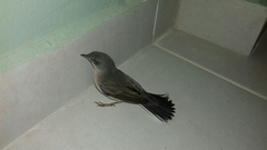 Curruca cantillans albistriata