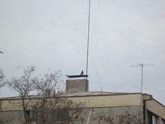 Parabuteo unicinctus