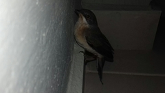 Curruca cantillans albistriata