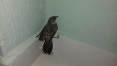 Curruca cantillans albistriata