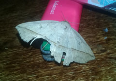 Ugia disjungens