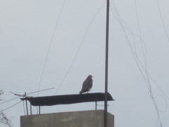 Parabuteo unicinctus