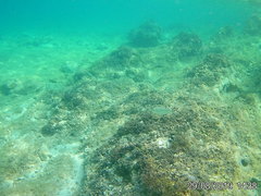 Trachinotus ovatus
