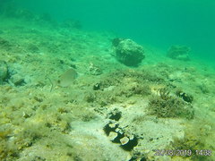 Diplodus