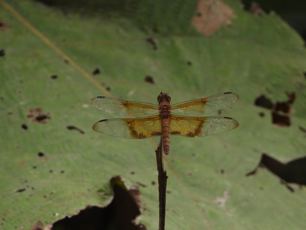 Camacinia gigantea (Camacinia gigantea)