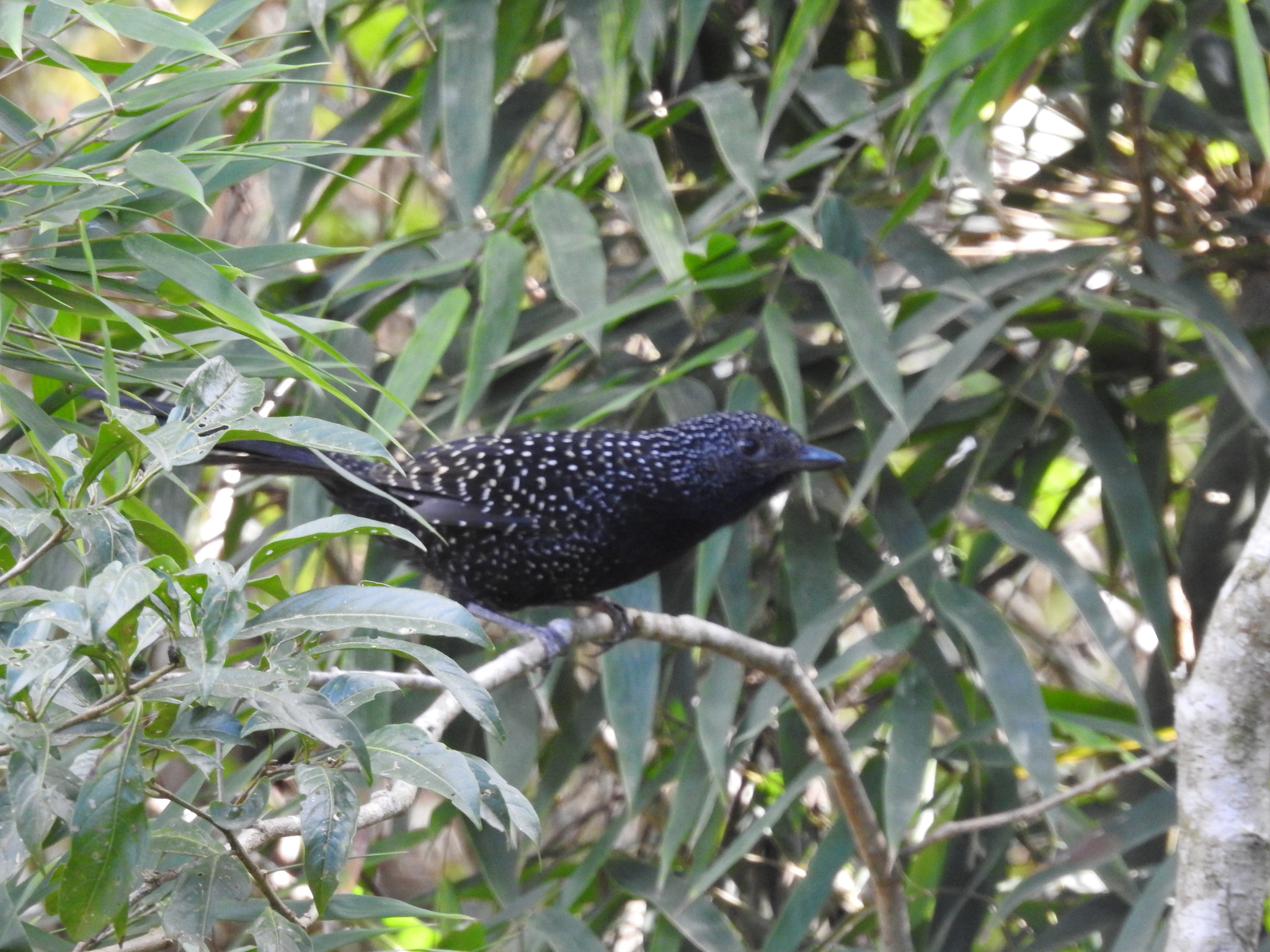 Large-tailed Antshrike (Mackenziaena leachii), photo 4