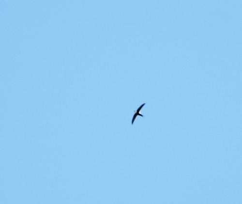 Lesser Swallow-tailed Swift (Panyptila cayennensis), photo 5