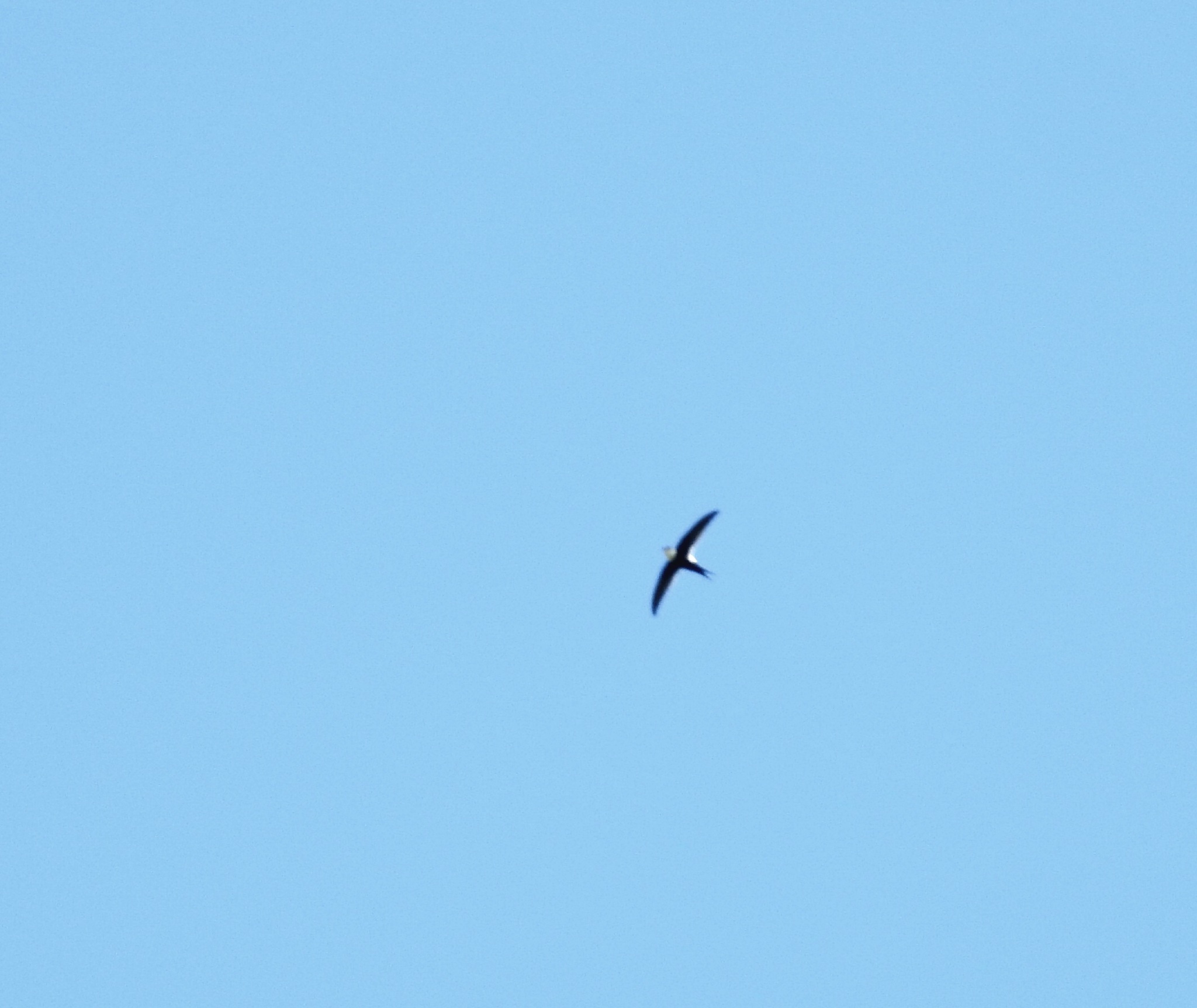 Lesser Swallow-tailed Swift (Panyptila cayennensis), photo 5