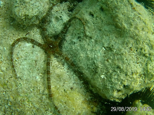 Velika zmijača (Ophioderma longicaudum)