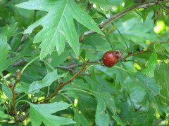 Crataegus pinnatifida
