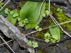 Hydrocotyle callicarpa