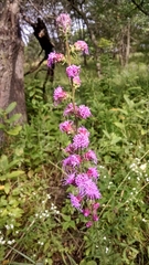 Liatris aspera intermedia