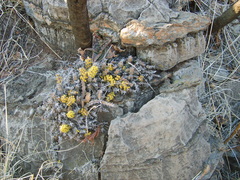 Euphorbia schinzii