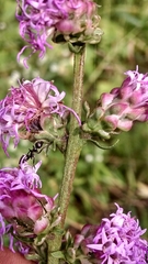 Liatris aspera intermedia