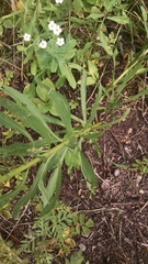 Liatris aspera intermedia