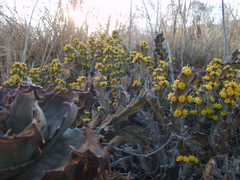 Euphorbia schinzii
