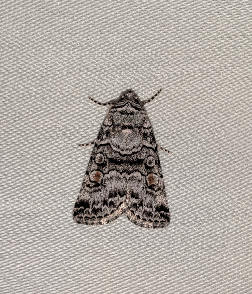 Sympistis dunbari