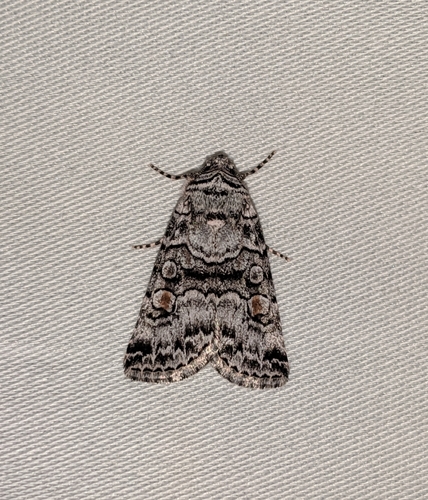 Sympistis dunbari