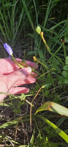 Image of Nemastylis geminiflora by no rights reserved