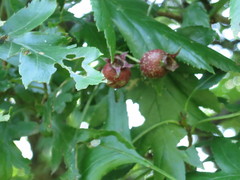 Crataegus pinnatifida