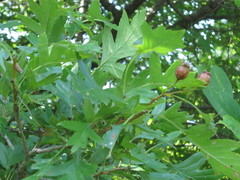 Crataegus pinnatifida