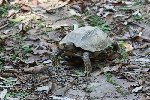 Impressed Tortoise, Manouria impressa