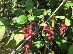 Berberis amurensis