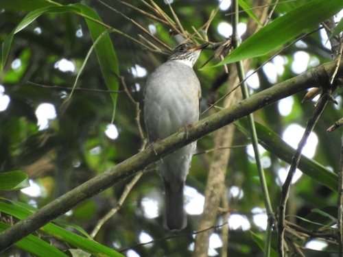 Blacksmith Thrush (Turdus subalaris), photo 7