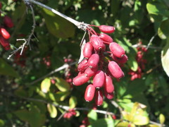 Berberis amurensis