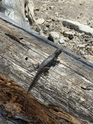 iNaturalist observation photo of Western Fence Lizard