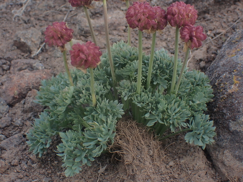 Image of Ranunculus andersonii by no rights reserved