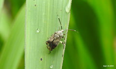 Eurystylus coelestialium