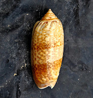 Oliva scripta, 2025-05-09