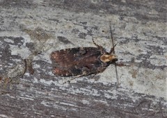 Agonopterix liturosa