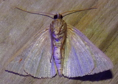 Diaphania costata