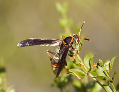 Polistes comanchus navajoe