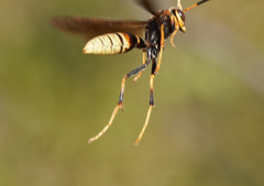 Polistes comanchus navajoe