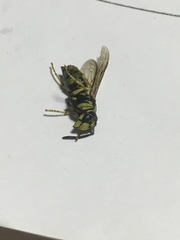 Vespula