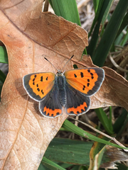 Lycaena phlaeas hypophlaeas