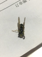 Vespula