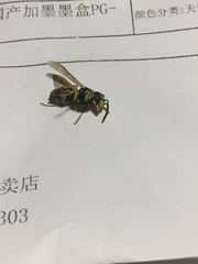 Vespula