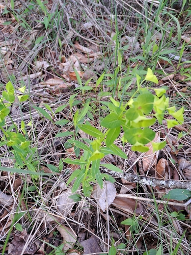 Image of Euphorbia purpurea by (c) Bob Schwartz, some rights reserved (CC BY)