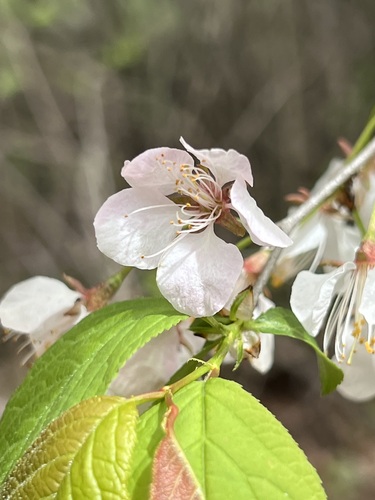 Image of Prunus nigra by (c) Diane Auberson-Lavoie, some rights reserved (CC BY)