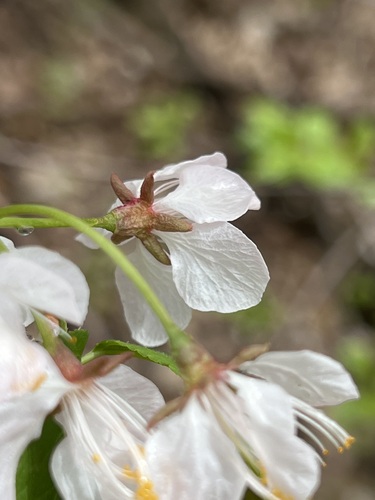 Image of Prunus nigra by (c) Diane Auberson-Lavoie, some rights reserved (CC BY)