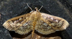 Herpetogramma thestealis
