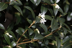 Osmanthus × burkwoodii
