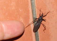 Reduvius tarsatus